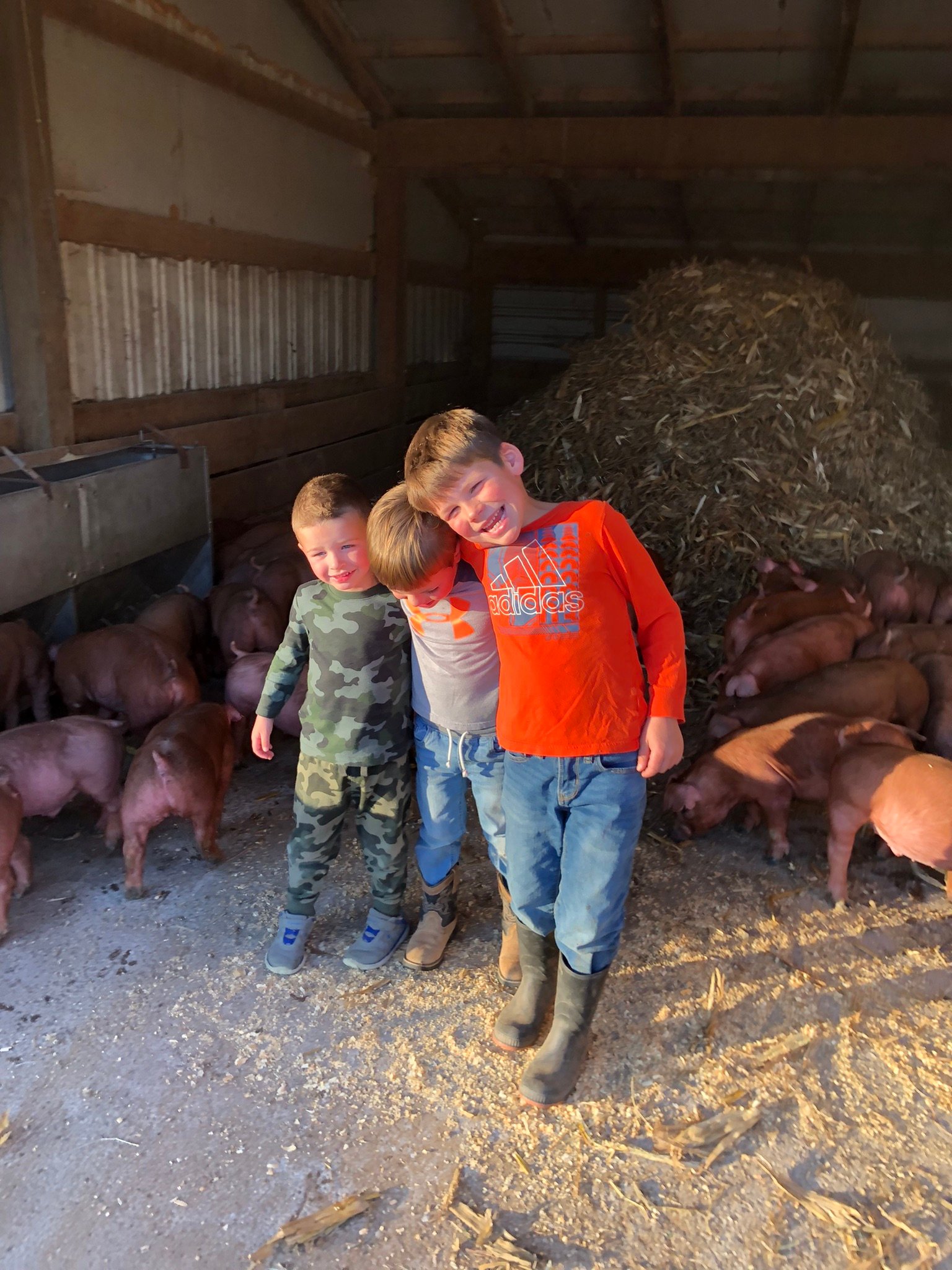 3 boys with feeder pigs