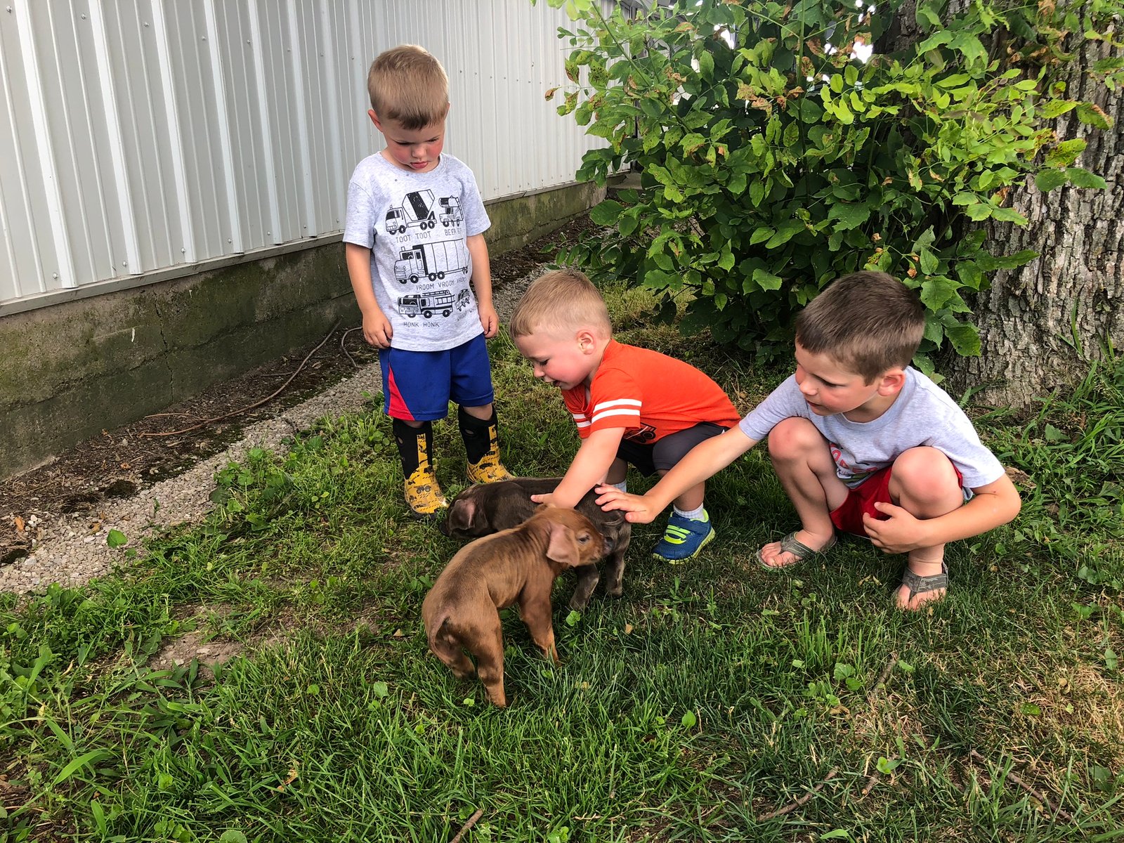 Boys and baby pigs