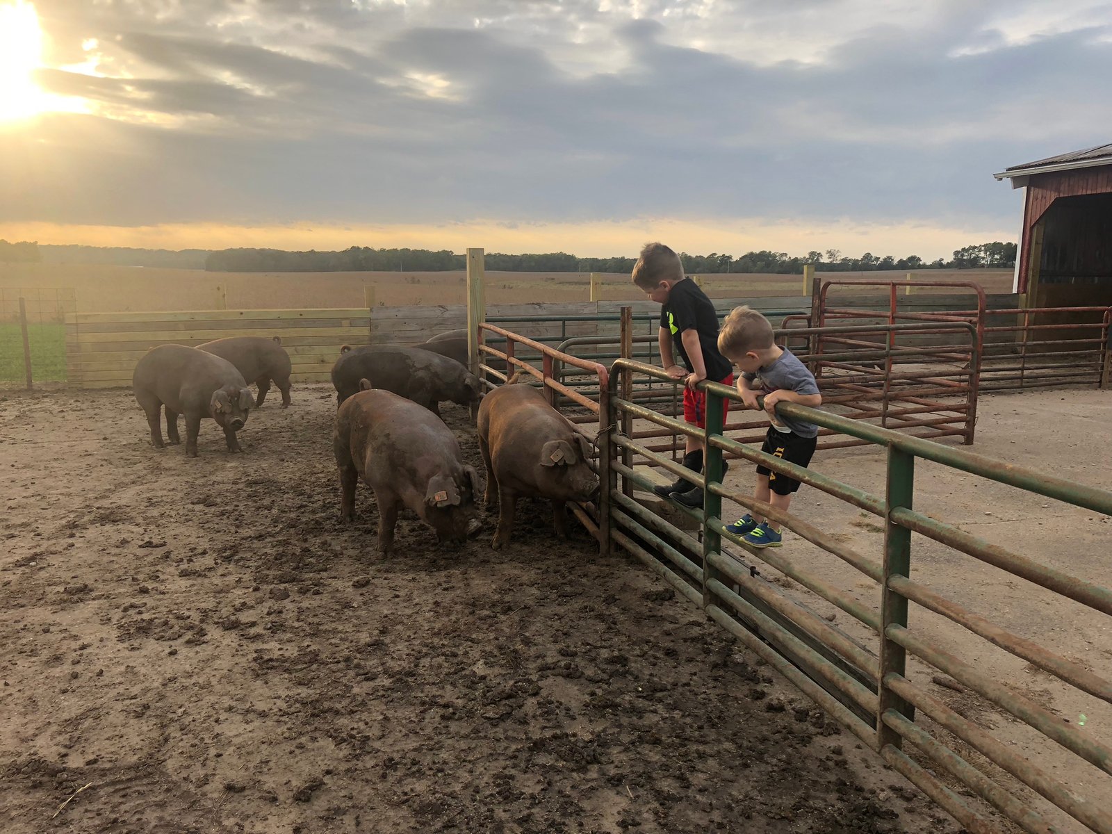 Kids looking over gate