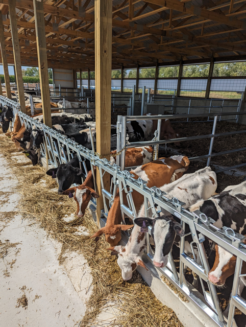 Cookies N Cream Dairy 1117