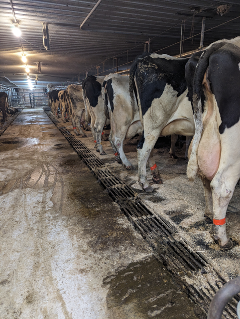 Cookies N Cream Dairy 2937