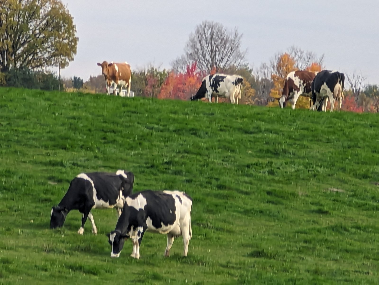 Cookies N Cream Dairy 9376