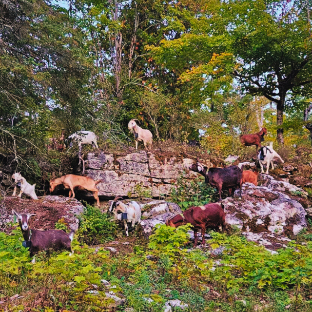 Glorious Goat Ranch 10 Medium