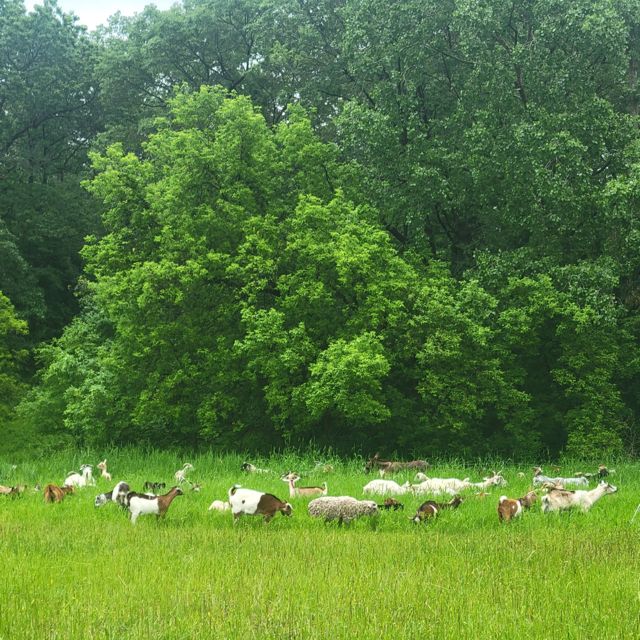 Glorious Goat Ranch 11 Medium