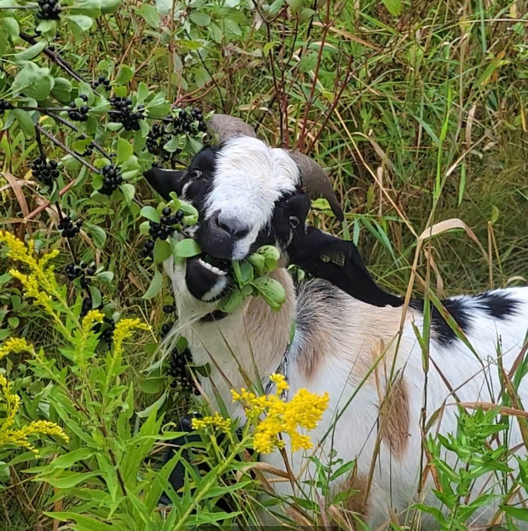 Glorious Goat Ranch 7