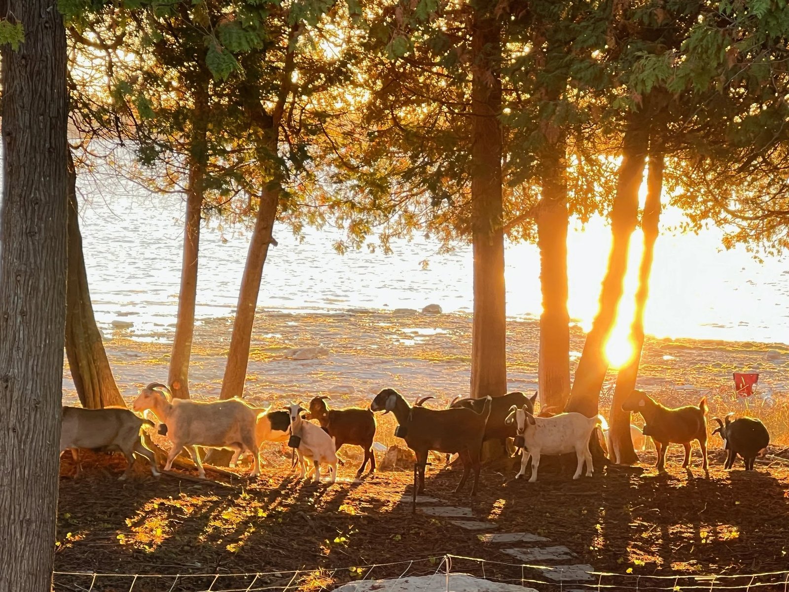 Glorious Goat Ranch 8