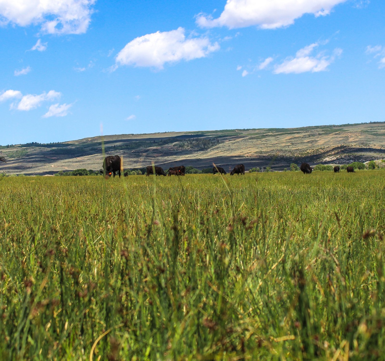Beck Ranch Premium Meats 7.5 x 8 backdrop