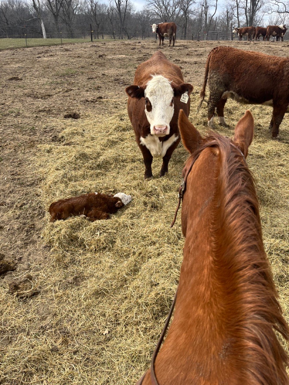 Diamond P Ranch 0470