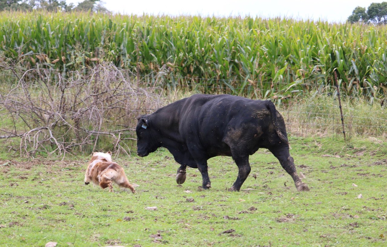 Diamond P Ranch 3213