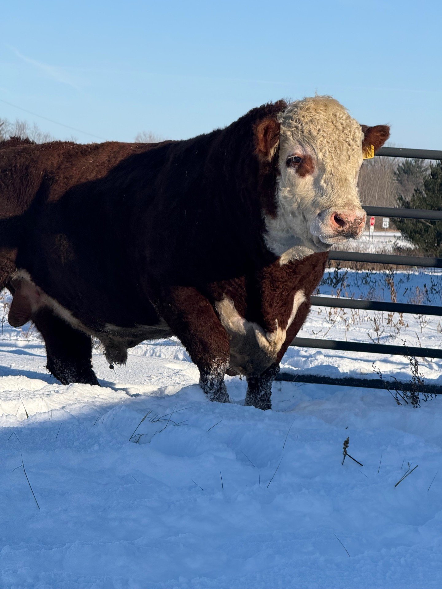 Diamond P Ranch Cohen